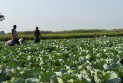 শীতকালীন সবজি চাষে ব্যস্ত মেহেরপুরের কৃষকরা